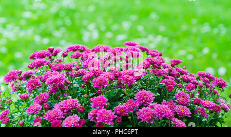 Schönes blühende rosa Chrysanthemen Busch im Garten Stockfoto