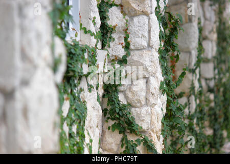 Abb. kriechen, Klettern ficus pumila auf stein Wand Stockfoto