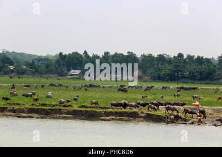 Erosion am Ufer des Flusses Tetulia, Patuakhali, Bangladesch Stockfoto