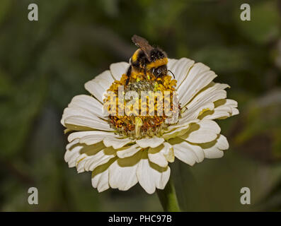 Buff-tailed Hummel Bombus terrestris auf Garten Zinnia elegans Stockfoto