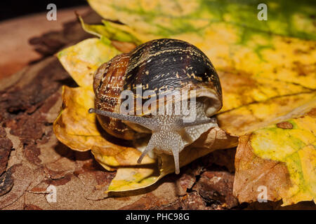 Europäische braune Schnecke Cornu aspersum Stockfoto