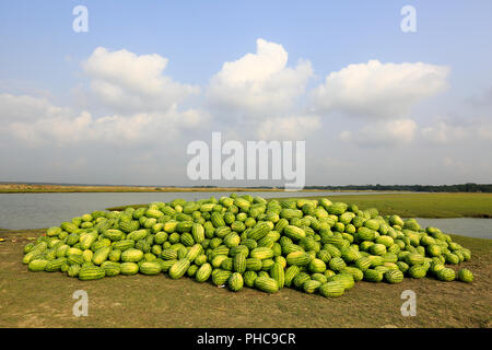 Eine große Menge von frisch geernteten Wassermelone ist für den Transport am Ufer des Flusses an Tetulia Rangabali Upazila unter Patuakhali brachte distric Stockfoto