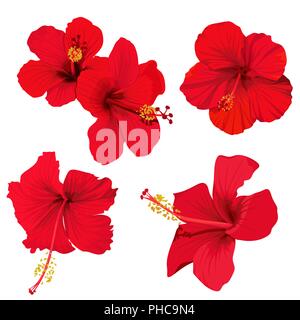 Hibiscus flower Vector clip art roten Blumen tropische planrs Stock Vektor