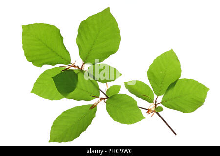 Die Buche (Fagus sylvatica) Stockfoto