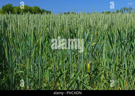 Weizen (Triticum Aestivum) Stockfoto