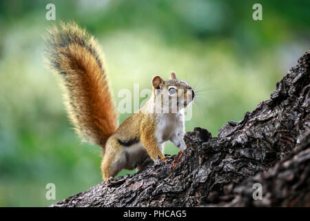 Amerikanische rote Eichhörnchen auf Zweig der Baumstruktur, Tamiasciurus hudsonicus, Manitoba, Kanada. Stockfoto