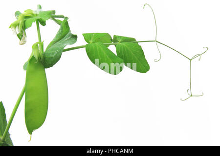 Schnee Erbsen, grüne Erbsen (Pisum sativum) Stockfoto