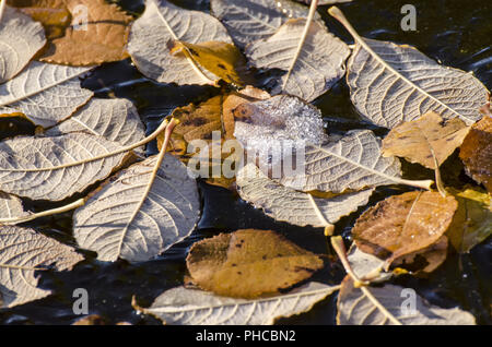 Herbst Blätter Stockfoto