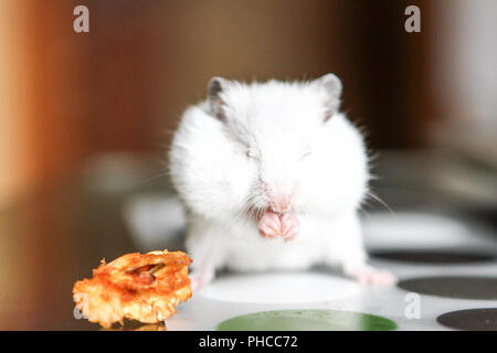 Nette lustige weiße kleine Hamster ißt einen Apfel Stockfoto