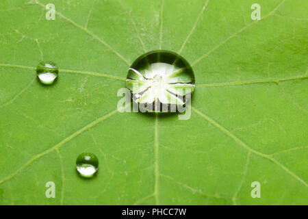 Lotus Effekt auf Blatt mit Wassertropfen Stockfoto