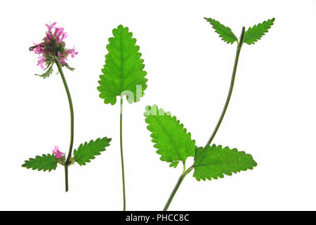 Lila Betony, gemeinsame Hedgenettle (Betonica officinalis, Stachys officinalis) Stockfoto