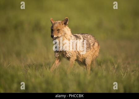 Ausführen von golden Schakal Stockfoto