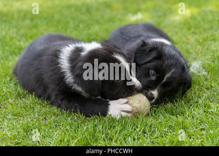 Spielen Australian Shepherd Welpen - close-up Stockfoto