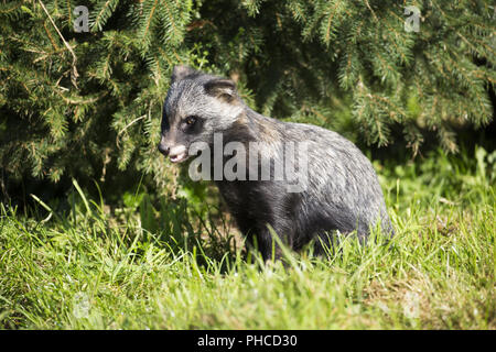 Marderhund Stockfoto