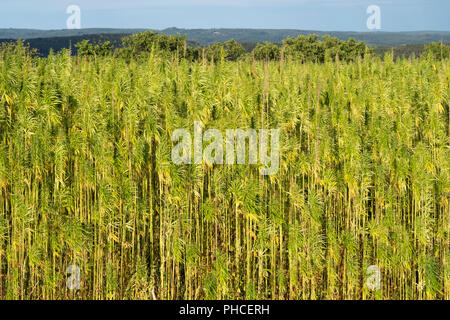 Reifen industrieller Hanf (Cannabis Sativa) in Niederösterreich Stockfoto