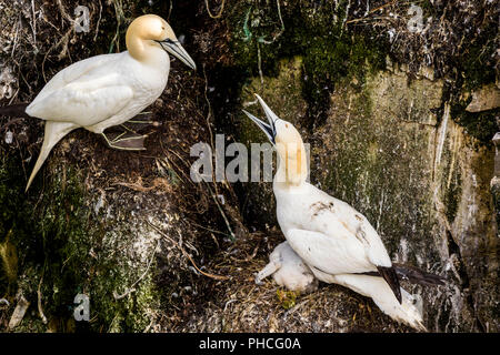 Vögel kämpfen, Northern Gannet, Morus bassanus, ökologische Cape St. Mary's finden, Neufundland, Kanada, Kolonie, Stockfoto