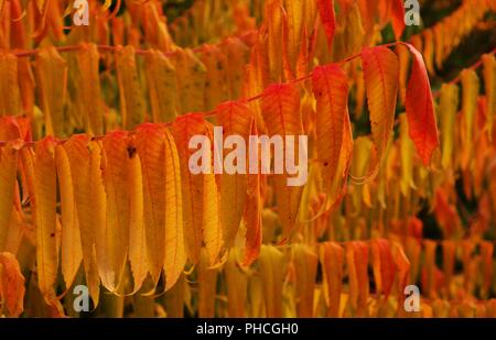 Bunte Blätter auf einem Zweig im Herbst close up Stockfoto