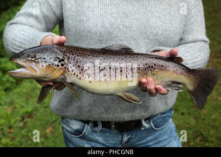 Präsentation einer Bachforelle, Salmo trutta Fario Stockfoto