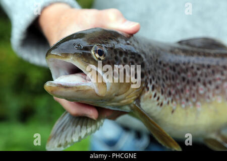 Presentationof Eine Bachforelle, Salmo trutta Fario Stockfoto