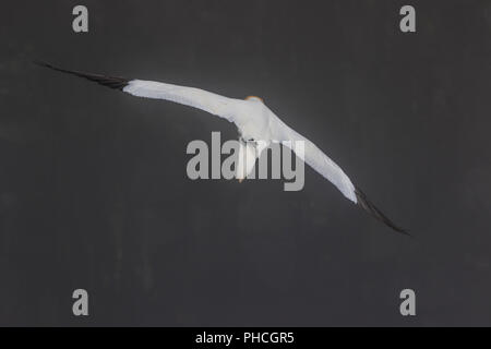 Northern Gannet in Nebel, Morus bassanus, ökologische Cape St. Mary's finden, Neufundland, Kanada, seabird Kolonie,, Stockfoto