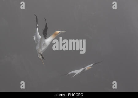 Northern Gannet in Nebel, Morus bassanus, ökologische Cape St. Mary's finden, Neufundland, Kanada, seabird Kolonie,, Stockfoto