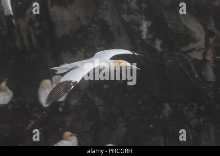 Northern Gannet in Nebel, Morus bassanus, ökologische Cape St. Mary's finden, Neufundland, Kanada, seabird Kolonie,, Stockfoto