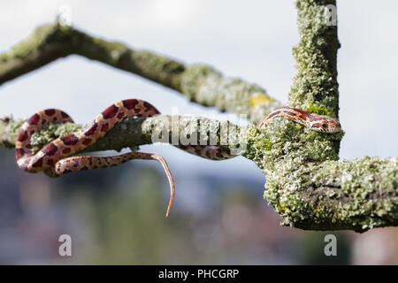 Ratte sbake auf einem Zweig Stockfoto