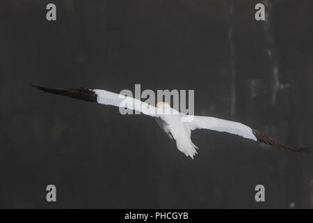 Northern Gannet in Nebel, Morus bassanus, ökologische Cape St. Mary's finden, Neufundland, Kanada, seabird Kolonie,, Stockfoto