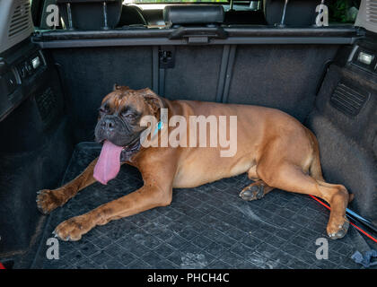 Triest, Italien, 19. August 2018. Ein Boxer Hund (Deutscher Boxer) liegt im Kofferraum eines Autos nach dem Training. Foto von Enrique Ufer Stockfoto