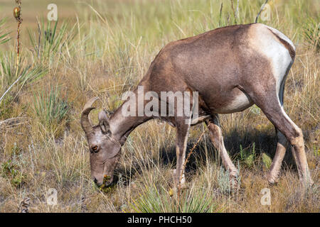 Bighorn Schafe (Ovis canadensis) weibliche Beweidung in Highland Prärie Badlands National Park, South Dakota, USA Stockfoto