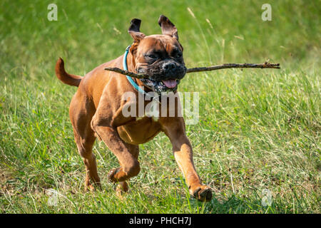 Triest, Italien, 19. August 2018. Ein Boxer Hund (Deutscher Boxer) ruft einen Holzstab. Foto von Enrique Ufer Stockfoto