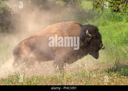 Amerikanische Bison (Bison bison) männliche Baden in Staub, Yellowstone National Park, Wyoming, USA Stockfoto