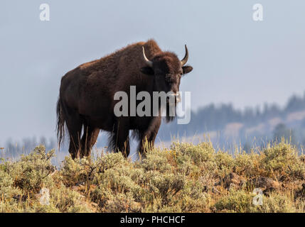 Amerikanische Bison (Bison bison) männlich in Highland Prairie, Yellowstone National Park, Wyoming, USA Stockfoto