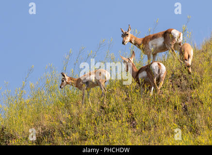 Pronghorn (Antilocapra americana) Familie Beweidung auf dem Hügel in Highland Prairie, Yellowstone National Park, Wyoming, USA Stockfoto