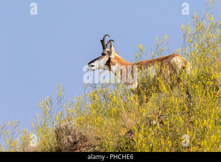 Pronghorn (Antilocapra americana) männliche Beweidung auf dem Hügel in Highland Prairie, Yellowstone National Park, Wyoming, USA Stockfoto