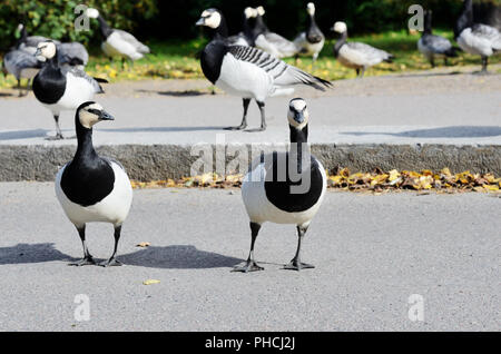 Kanadische Gänse in die Straße überqueren Stockfoto