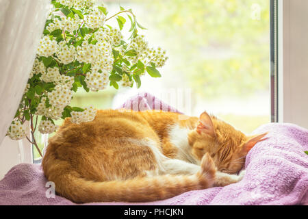 Rot-weiße Katze schläft auf der Fensterbank. Stockfoto