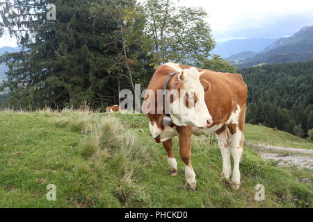 Braune Kuh auf einem Feld Stockfoto