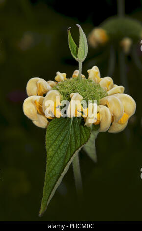 Jerusalem Salbei, Phlomis russeliana, Stockfoto