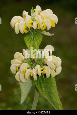 Jerusalem Salbei, Phlomis russeliana, Stockfoto