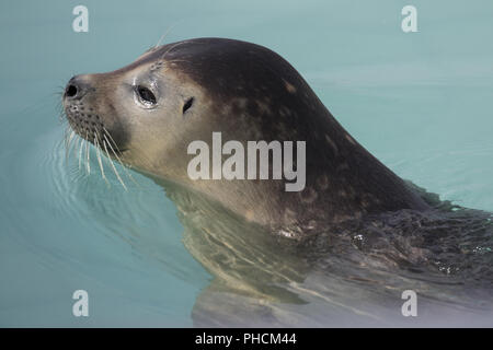 Brüllaffen Seitenansicht Stockfoto