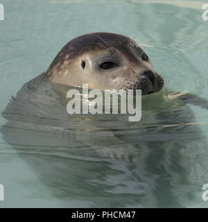 Kopf von brüllaffen Stockfoto