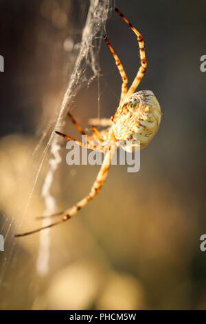 Argiope lobata, ein Spinnennetz Spinne Stockfoto