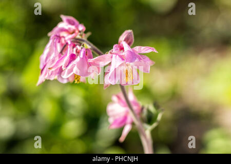 Rosa Akelei Blumen auf der sonnigen Wetter Stockfoto