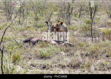 Löwe mit Antilopen Stockfoto