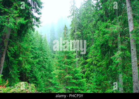 Wilder grüner dichter Wald mit hohen Tannen am Hang Stockfoto