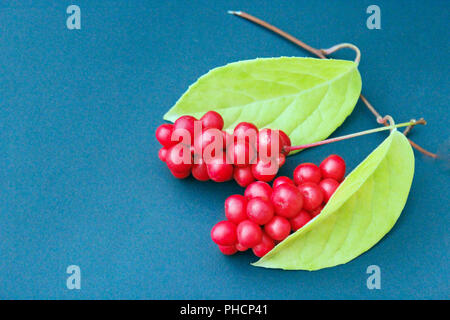 Rote beeren schisandra auf dem Blauen Stockfoto