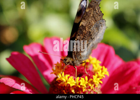 Makro von: butterfly Peacock eye Nektar sammeln auf die ZINNIA Stockfoto