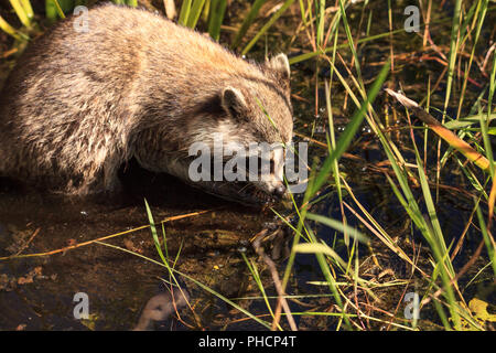 Waschbär Procyon lotor Grünfutter für Lebensmittel Stockfoto