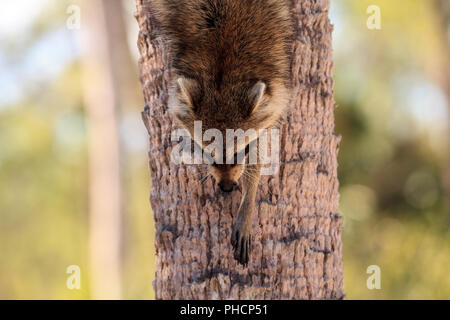 Waschbär Procyon lotor Grünfutter für Lebensmittel Stockfoto